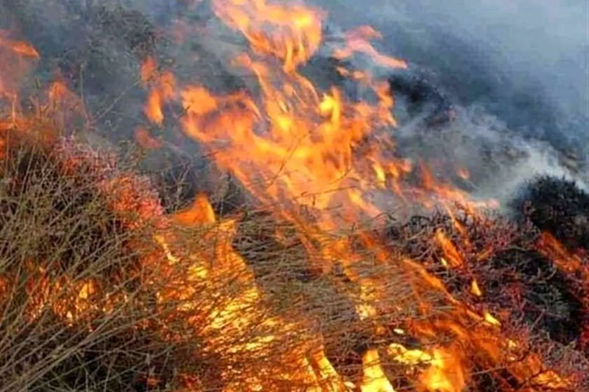 Umwelt Feuer Dschungel Iran